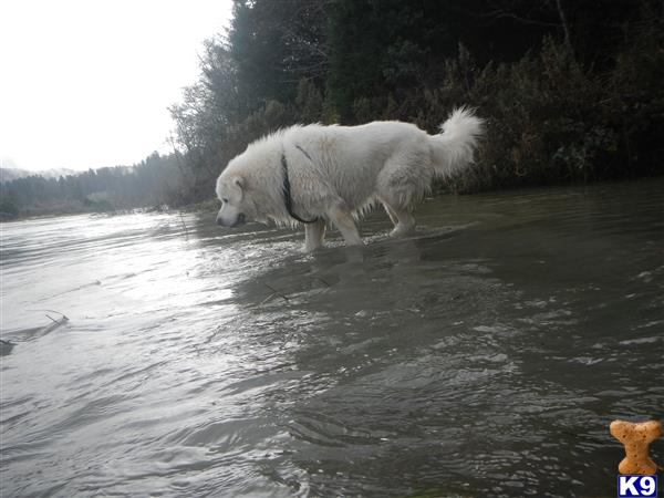 Wilson Z Picture 3